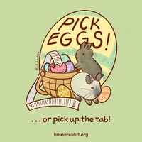 eggs